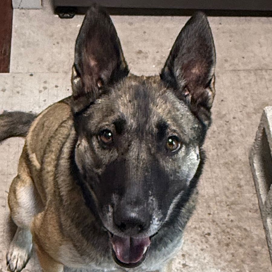 Chaka, a brindle Belgian Malinois with upright ears, looking up at the camera
